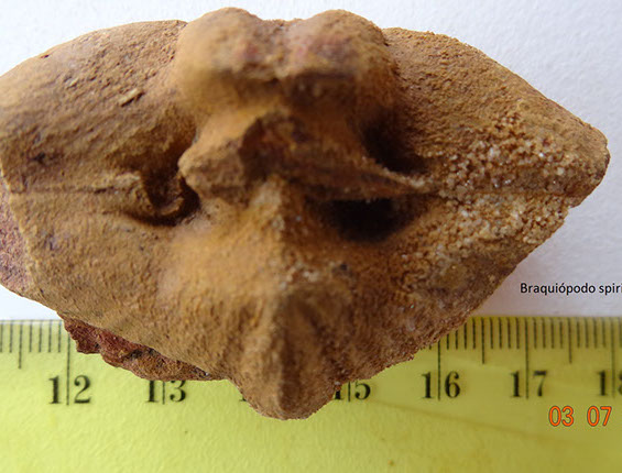 braquiopodo spiriferido (5)-crop-u21314
