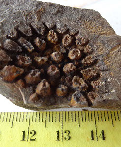 fosiles1-crop-u2065